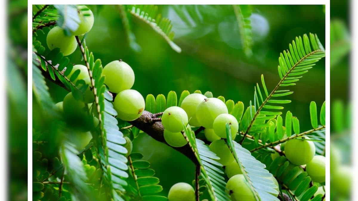 Health Tips: ఉసిరికాయను రోజూ తినడం వల్ల కలిగే లాభాలు తెలిస్తే షాక్ అవుతారు...